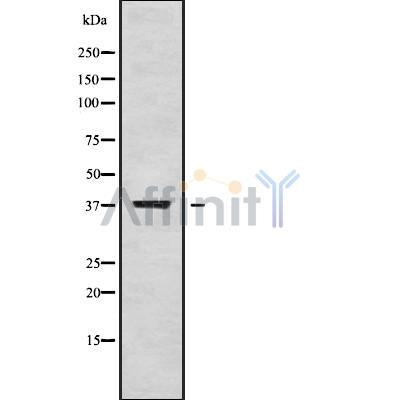 Western blot analysis of MRPL1 using K562 whole cell lysates