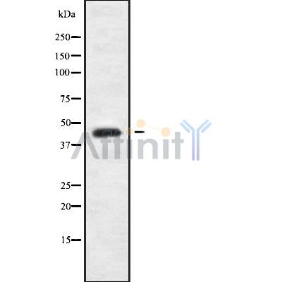 Western blot analysis of MRPL38 using COS7 whole cell lysates