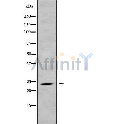 Western blot analysis of MRPL43 using HT29 whole cell lysates
