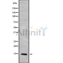 Western blot analysis of extracts from various samples, using MRPL53 Antibody.
 Lane 1: Mouse Myeloma cell treated with blocking peptide.
 Lane 2: Mouse Myeloma cell;
 Lane 3: Hela;
 