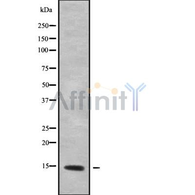 Western blot analysis of extracts from various samples, using MRPL53 Antibody.
 Lane 1: Mouse Myeloma cell treated with blocking peptide.
 Lane 2: Mouse Myeloma cell;
 Lane 3: Hela;
 
