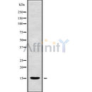 Western blot analysis of MRPL55 using HepG2 whole cell lysates
