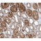 AF0191 at 1/200 staining human kidney tissue sections by IHC-P. The tissue was formaldehyde fixed and a heat mediated antigen retrieval step in citrate buffer was performed. The tissue was then blocked and incubated with the antibody for 1.5 hours at 22¡ãC. An HRP conjugated goat anti-rabbit antibody was used as the secondary