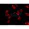 AF0191 staining HT29 by IF/ICC. The sample were fixed with PFA and permeabilized in 0.1% Triton X-100,then blocked in 10% serum for 45 minutes at 25¡ãC. The primary antibody was diluted at 1/200 and incubated with the sample for 1 hour at 37¡ãC. An  Alexa Fluor 594 conjugated goat anti-rabbit IgG (H+L) Ab, diluted at 1/600, was used as the secondary antibod