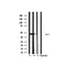 Western blot analysis of extracts from HepG2, mouse spleen , using Keratin 18 Antibody.