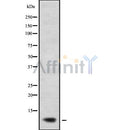 Western blot analysis of RPL38 using COS7 whole cell lysates