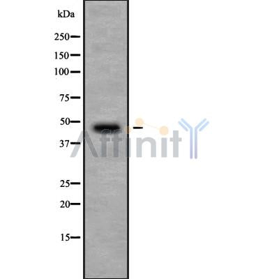 DF9135 at 1/100 staining Mouse liver tissue by IHC-P. The sample was formaldehyde fixed and a heat mediated antigen retrieval step in citrate buffer was performed. The sample was then blocked and incubated with the antibody for 1.5 hours at 22¡ãC. An HRP conjugated goat anti-rabbit antibody was used as the secondary