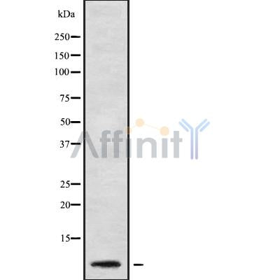 Western blot analysis of RPL41 using Jurkat whole cell lysates