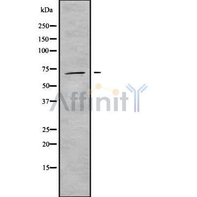 Western blot analysis INPP5E using K562 whole cell lysates