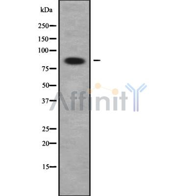 DF9147 staining HepG2 by IF/ICC. The sample were fixed with PFA and permeabilized in 0.1% Triton X-100,then blocked in 10% serum for 45 minutes at 25¡ãC. The primary antibody was diluted at 1/200 and incubated with the sample for 1 hour at 37¡ãC. An  Alexa Fluor 594 conjugated goat anti-rabbit IgG (H+L) Ab, diluted at 1/600, was used as the secondary antibod