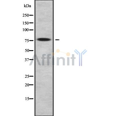 Western blot analysis of ACOX2 using HuvEc whole cell lysates