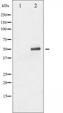AF3079 staining MDA-MB-435 by IF/ICC. The sample were fixed with PFA and permeabilized in 0.1% Triton X-100,then blocked in 10% serum for 45 minutes at 25¡ãC. The primary antibody was diluted at 1/200 and incubated with the sample for 1 hour at 37¡ãC. An  Alexa Fluor 594 conjugated goat anti-rabbit IgG (H+L) Ab, diluted at 1/600, was used as the secondary antibod