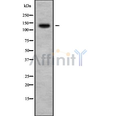 Western blot analysis of ADAMTS10 using HuvEc whole cell lysates