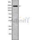 Western blot analysis of ADAMTS9 using Jurkat whole cell lysates