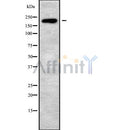 Western blot analysis of AGRN using HepG2 whole cell lysates
