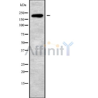 Western blot analysis of AGRN using HepG2 whole cell lysates