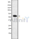 Western blot analysis of AGXT2L1 using HeLa whole cell lysates