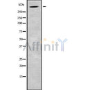 DF9197 at 1/100 staining Human pancreas tissue by IHC-P. The sample was formaldehyde fixed and a heat mediated antigen retrieval step in citrate buffer was performed. The sample was then blocked and incubated with the antibody for 1.5 hours at 22¡ãC. An HRP conjugated goat anti-rabbit antibody was used as the secondary