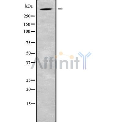 DF9197 at 1/100 staining Human pancreas tissue by IHC-P. The sample was formaldehyde fixed and a heat mediated antigen retrieval step in citrate buffer was performed. The sample was then blocked and incubated with the antibody for 1.5 hours at 22¡ãC. An HRP conjugated goat anti-rabbit antibody was used as the secondary