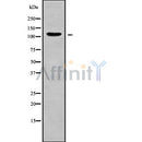 Western blot analysis of AMOT using Jurkat whole cell lysates