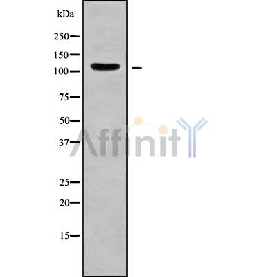 Western blot analysis of AMOT using Jurkat whole cell lysates