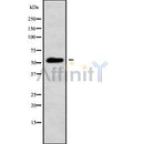 Western blot analysis of ANXA11 using HeLa whole cell lysates