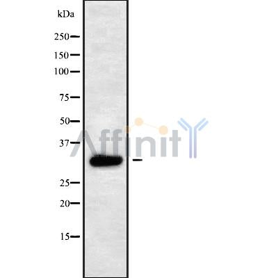 Western blot analysis of AQP10 using RAW264.7 whole cell lysates
