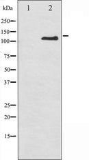 AF3086 staining HepG2 by IF/ICC. The sample were fixed with PFA and permeabilized in 0.1% Triton X-100,then blocked in 10% serum for 45 minutes at 25¡ãC. The primary antibody was diluted at 1/200 and incubated with the sample for 1 hour at 37¡ãC. An  Alexa Fluor 594 conjugated goat anti-rabbit IgG (H+L) Ab, diluted at 1/600, was used as the secondary antibod