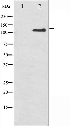 AF3086 staining HepG2 by IF/ICC. The sample were fixed with PFA and permeabilized in 0.1% Triton X-100,then blocked in 10% serum for 45 minutes at 25¡ãC. The primary antibody was diluted at 1/200 and incubated with the sample for 1 hour at 37¡ãC. An  Alexa Fluor 594 conjugated goat anti-rabbit IgG (H+L) Ab, diluted at 1/600, was used as the secondary antibod