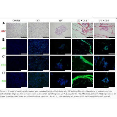 Keratin 19 Antibody