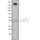 Western blot analysis of ABCA12 using LOVO whole cell lysates