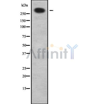 Western blot analysis of ABCA12 using LOVO whole cell lysates