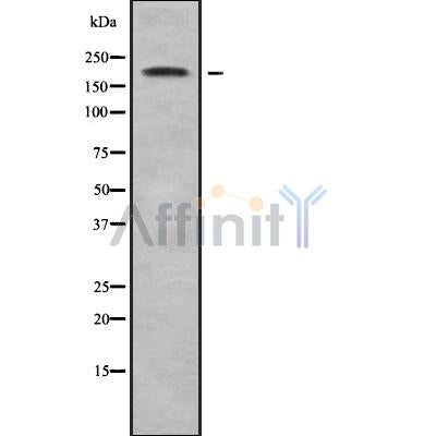 Western blot analysis of ABCA5 using HeLa whole cell lysates