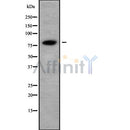 Western blot analysis of ABCF3 using K562 whole cell lysates