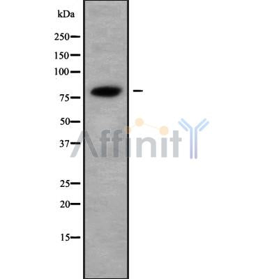 Western blot analysis of ABCF3 using K562 whole cell lysates