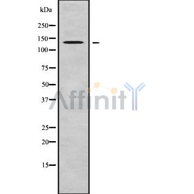 Western blot analysis of RECQL4 using K562 whole cell lysates