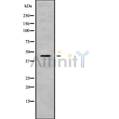 Western blot analysis of KCNJ15 using HeLa whole cell lysates