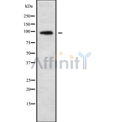 Western blot analysis of AXIN1 using HT29 whole cell lysates