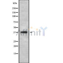Western blot analysis of extracts from COS-7, using B4GALT7 Antibody. The lane on the left was treated with blocking peptide.