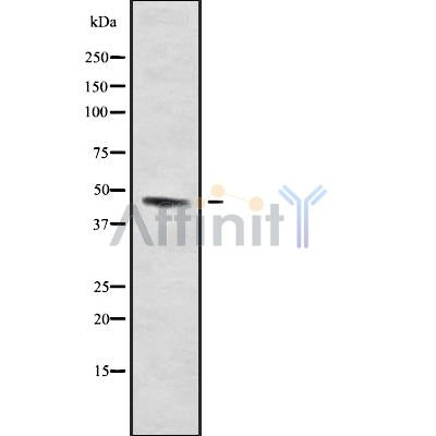 Western blot analysis of BMP15 using NIH-3T3 whole cell lysates