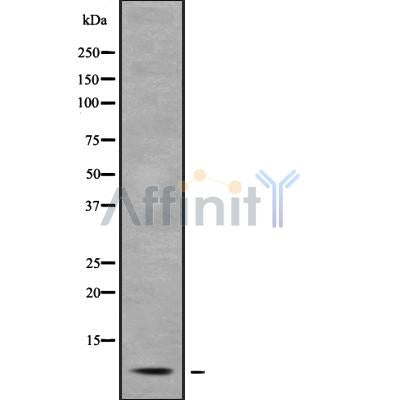 Western blot analysis of extracts from various samples, using PEP-19 Antibody.
 Lane 1: Hela treated with blocking peptide;
 Lane 2: Hela;
 Lane 3: VERO;
 Lane 4: HepG2.