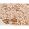 Western blot analysis of Phospho-c-Jun (Thr91) expression in various lysates