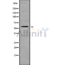 Western blot analysis SLC22A17 using K562 whole cell lysates