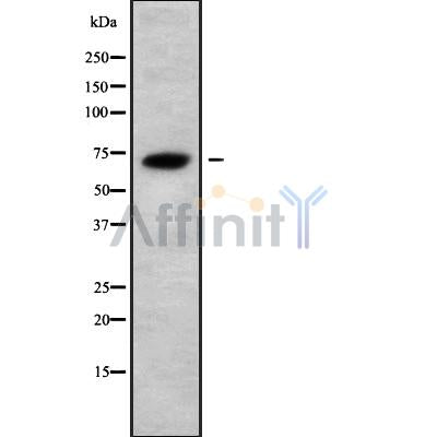 Western blot analysis of BRAP using LOVO whole cell lysates