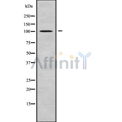 DF9291 staining  293 cells by IF/ICC. The sample were fixed with PFA and permeabilized in 0.1% Triton X-100,then blocked in 10% serum for 45 minutes at 25¡ãC. The primary antibody was diluted at 1/200 and incubated with the sample for 1 hour at 37¡ãC. An  Alexa Fluor 594 conjugated goat anti-rabbit IgG (H+L) antibody(Cat.# S0006), diluted at 1/600, was used as secondary antibod