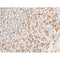Western blot analysis of Phospho-c-Jun (Thr93) expression in various lysates