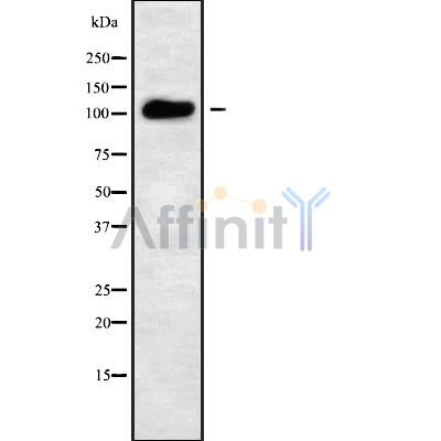 Western blot analysis of ATP2C2 using LOVO whole cell lysates