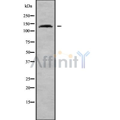 Western blot analysis of extracts from mouse brain, using CAMTA2 Antibody.