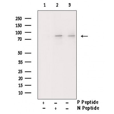 AF3096 staining HeLa by IF/ICC. The sample were fixed with PFA and permeabilized in 0.1% Triton X-100,then blocked in 10% serum for 45 minutes at 25¡ãC. The primary antibody was diluted at 1/200 and incubated with the sample for 1 hour at 37¡ãC. An  Alexa Fluor 594 conjugated goat anti-rabbit IgG (H+L) Ab, diluted at 1/600, was used as the secondary antibod