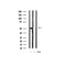 AF3097 staining 293 by IF/ICC. The sample were fixed with PFA and permeabilized in 0.1% Triton X-100,then blocked in 10% serum for 45 minutes at 25¡ãC. The primary antibody was diluted at 1/200 and incubated with the sample for 1 hour at 37¡ãC. An  Alexa Fluor 594 conjugated goat anti-rabbit IgG (H+L) Ab, diluted at 1/600, was used as the secondary antibod